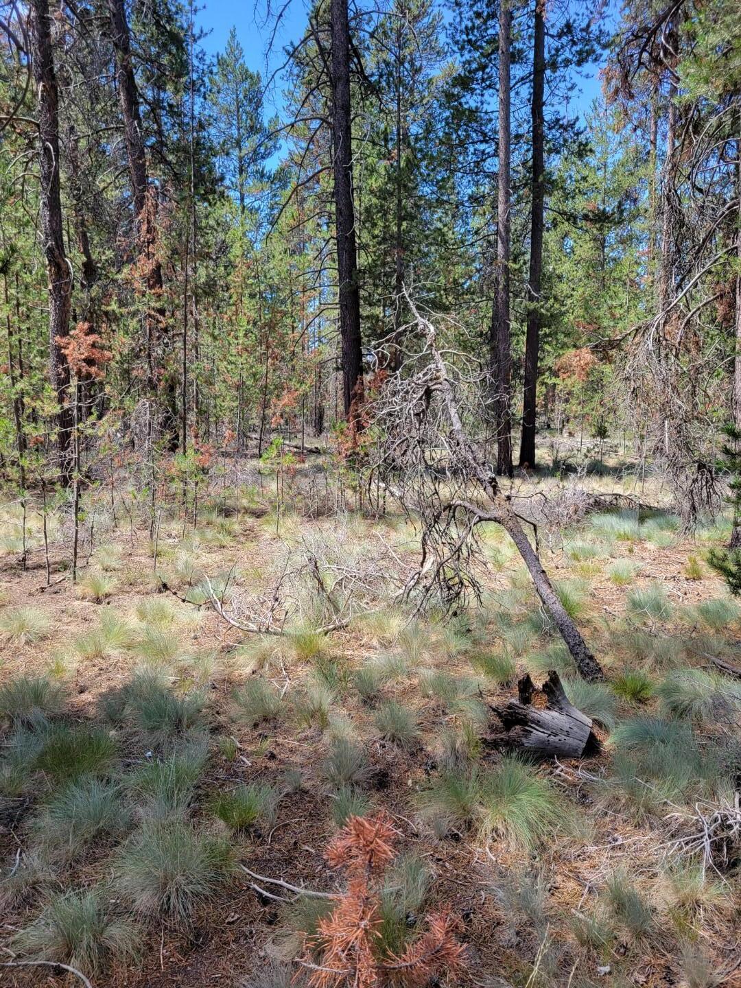 Woodland Park - Land