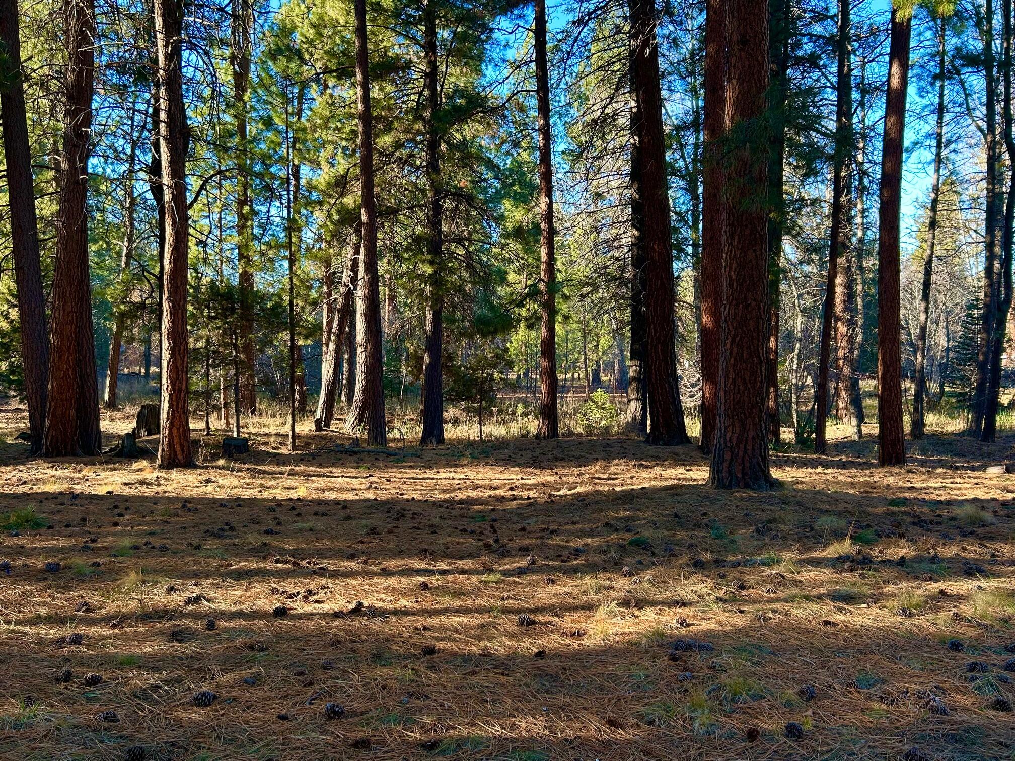 Buck Run - Land