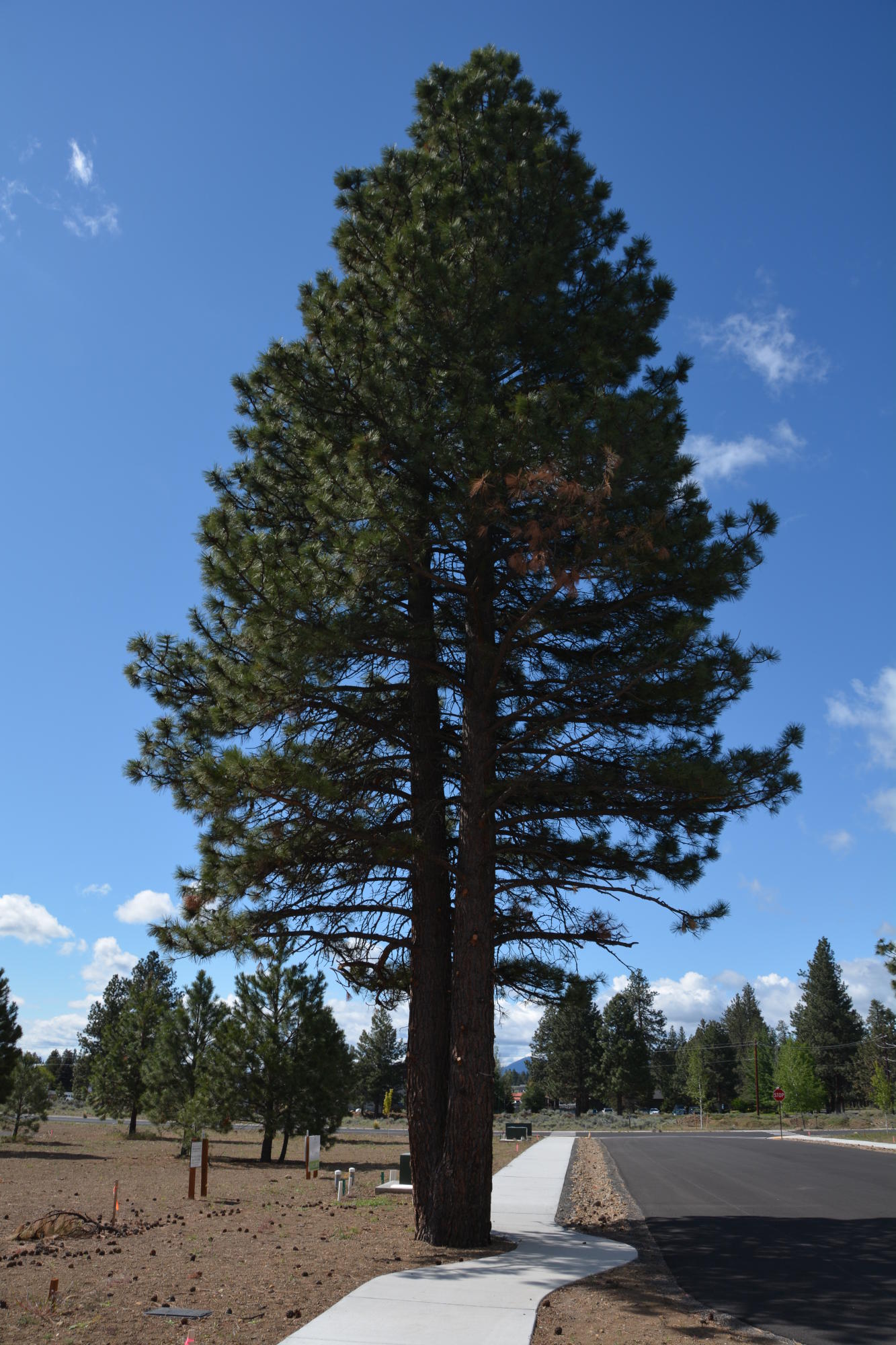 Clearpine - Land