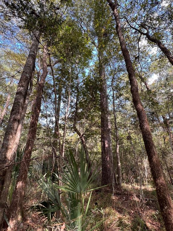 ± 315 acre timber & recreational property situated in Jefferson County, Texas. The property boast a mix of native hardwood and pine timber across the tract. With an abundance of wild game trails from whitetail deer and hogs, the tract is perfect for the avid hunter and recreationalist, with plenty of space to carve out shooting lanes and food plots for the upcoming deer season. One of the best attributes of the property is over 4000' of frontage on the Pine Island Bayou, which still has flowing water in our current dry weather conditions. You can spend all day exploring, fishing, or even setting up camp next to the bayou on this amazing property.  If you are tired of Lease-hunting and ready to enjoy seclusion, nature, and your own private hunting land - this is the perfect candidate to check out.

The property is located within Hardin-Jefferson ISD.