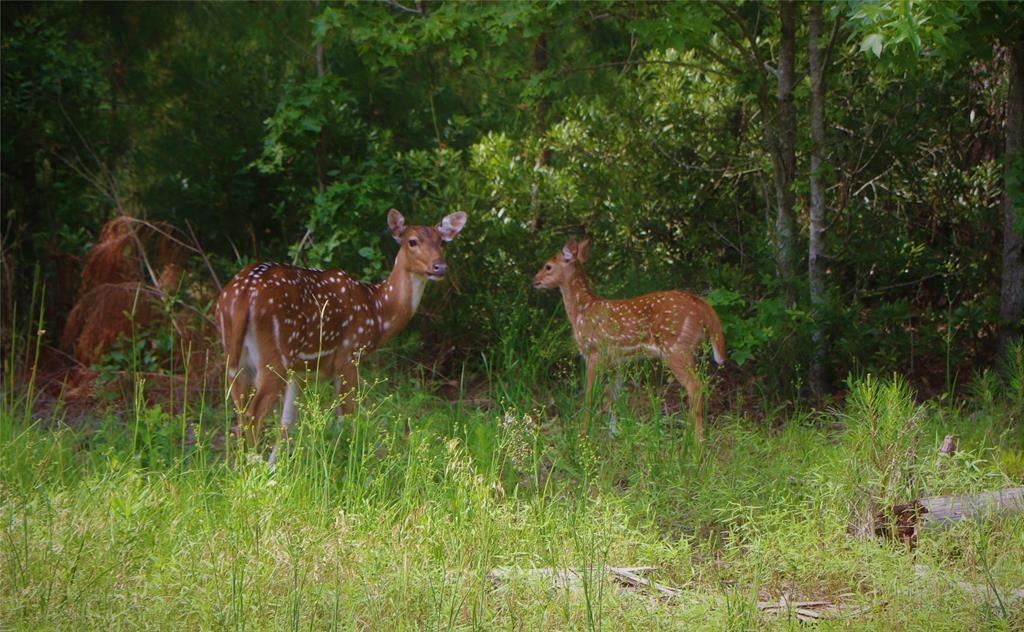 Safari Waters Ranch - Land