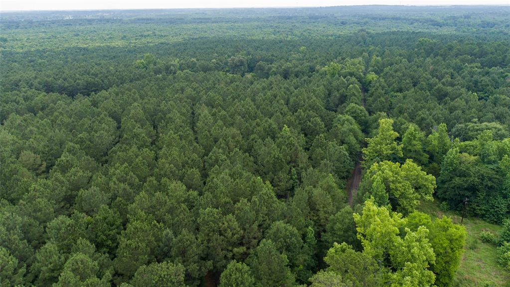 421.97 MOL Acre timber-recreational offering located 7 miles Southeast of Pittsburg, Texas.  Currently managed timber and free of hunters for the last year, the tract contains multiple stands of managed Pine and hardwood timber.  Current estimates are available from recent timber plan.  All owned, if any, minerals will convey.  Property is conveniently located adjoining FM 557 and County Road 4510.  Utilities are available at road access, currently utilized for timber investment and recreation.

FACTS
-421.97 MOL Acres, Surveyed in 2025
-Located 7 Miles Southeast from Pittsburg, Texas 
-Currently owner operated, (No active hunting or timber leases)

IMPROVEMENTS
-Plantation Pine and Hardwoods, see broker for more information
-Utilities onsite-available
-Scattered seasonal sloughs along Prairie Creek, (.9 miles of frontage)

WILDLIFE
-Property has not been hunted in last 18 months, plenty of habitat for Whitetail Deer, hog, small game or Waterfowl

Disclaimer: All information provided herein was acquired from sources deemed reliable and is believed to be accurate. However, we do not warrant its accuracy or completeness and recommend that every item of interest be independently verified by Purchaser.