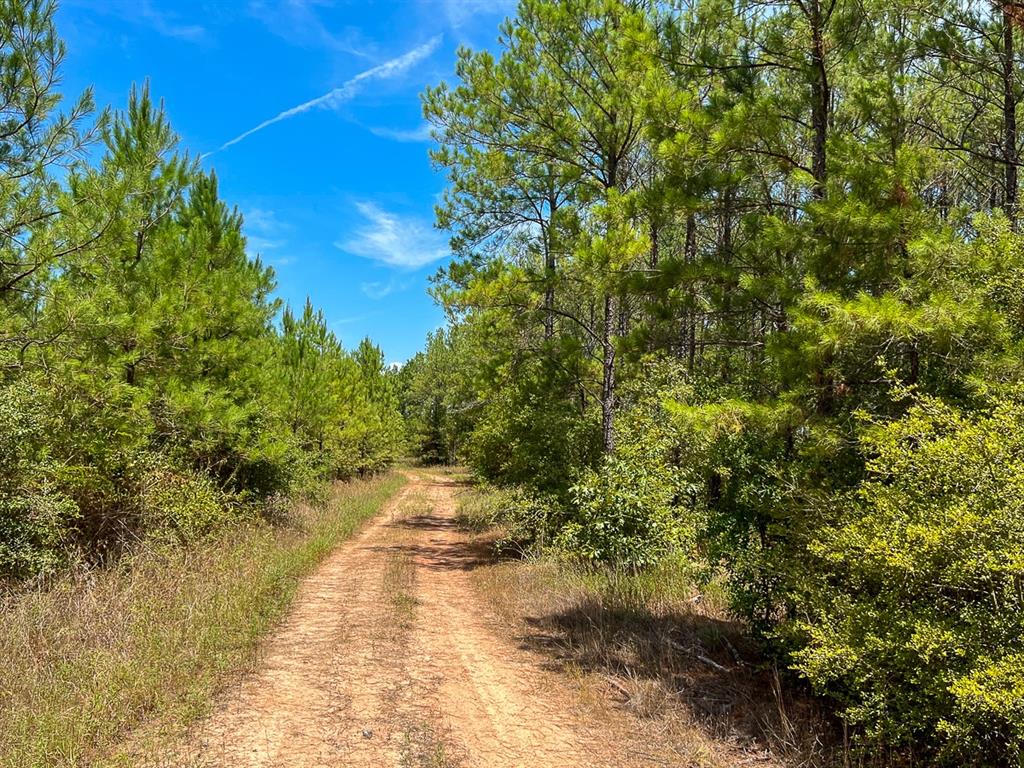 1st time open market offering in northern Walker County. Wooded in varying ages of pine plantation with hardwoods along creek drains. Private road access. Electricity along road frontage. Private, low traffic, yet easy access. There is an SFA co-op research area within the tract that needs to remain intact until their final harvest – see Maps herein.