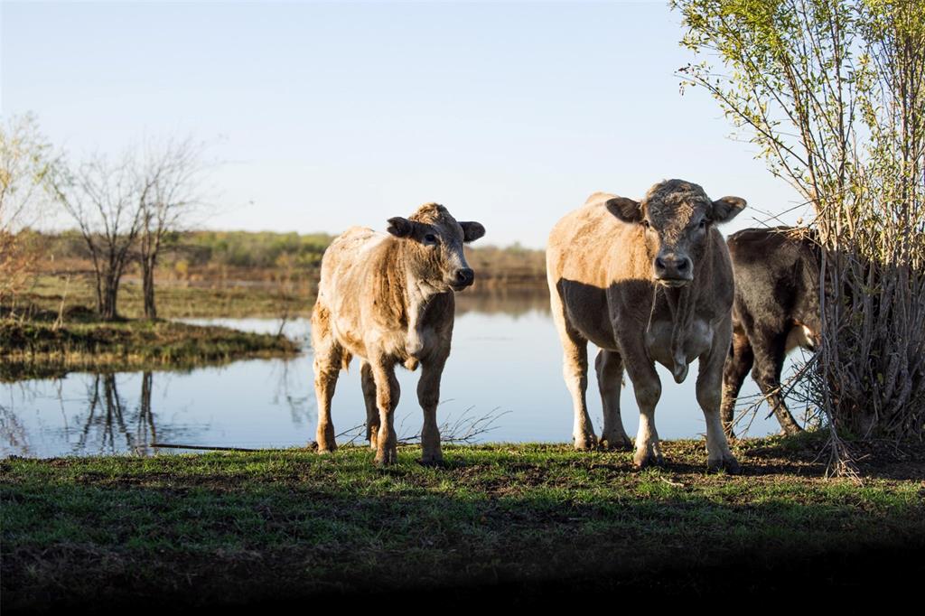 I P Morgan - Farm