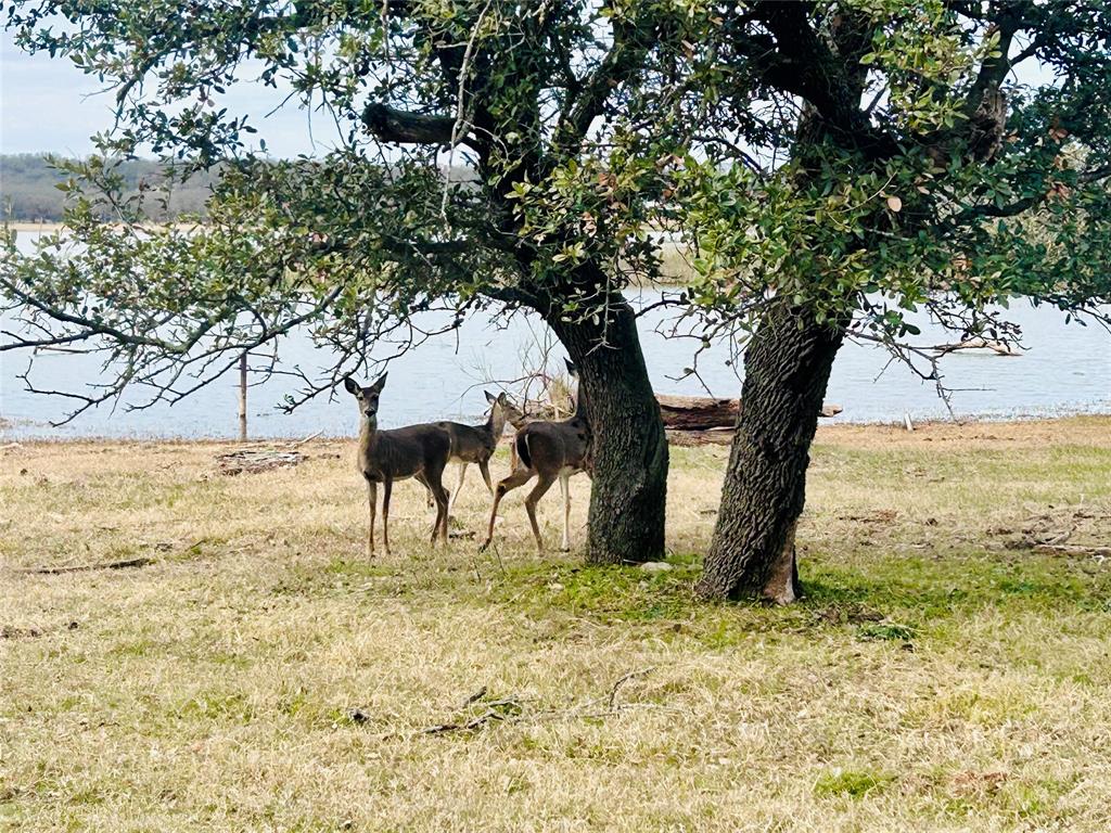 Don't miss this rare opportunity to own this big beautiful 175 feet of accessible waterfront premium lot in the desirable Harbor Point subdivision on Lake Brownwood! Buyers will enjoy full access of the HOA amenities, including: Fishing dock, boat slip, swimming pool, park, dump station, and restroom facilities. This peaceful community, you'll love watching the deer roam freely in the area. This property offers the perfect blend of relaxation and recreation. Access: Launch your boat from the private concrete dock and spend your days on the 7,300-acre Lake Brownwood. Zephyr water supply.