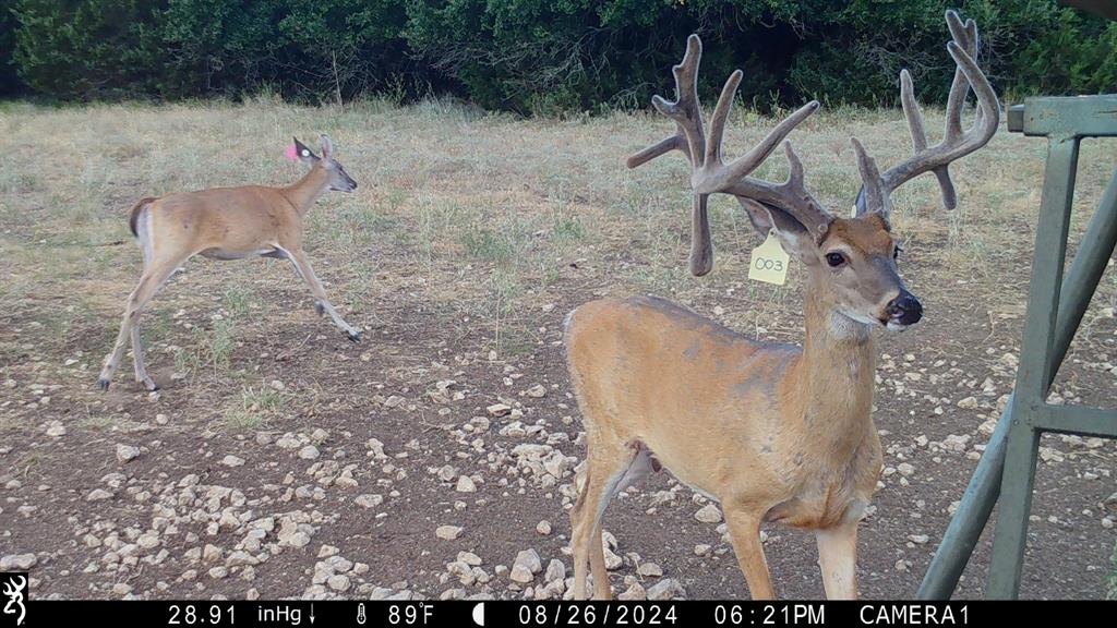 Crossbow Ranch & Wildlife Pre - Residential