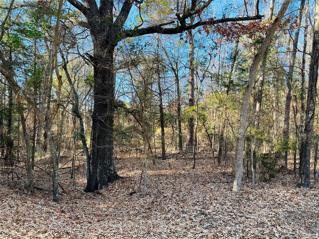 Tall Tree - Land