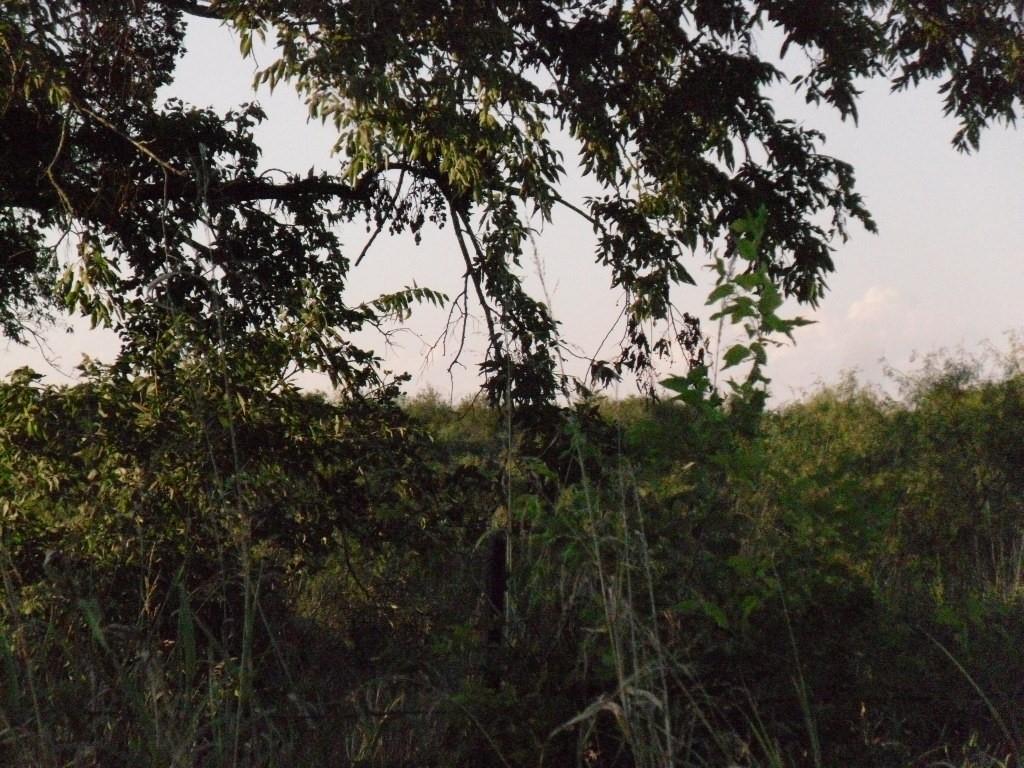 M Mata Survey AB 558 - Land