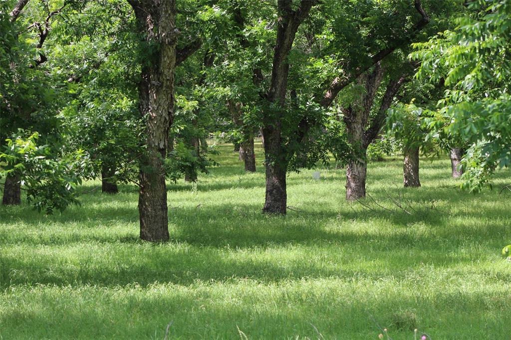 Pecan Plantation - Land