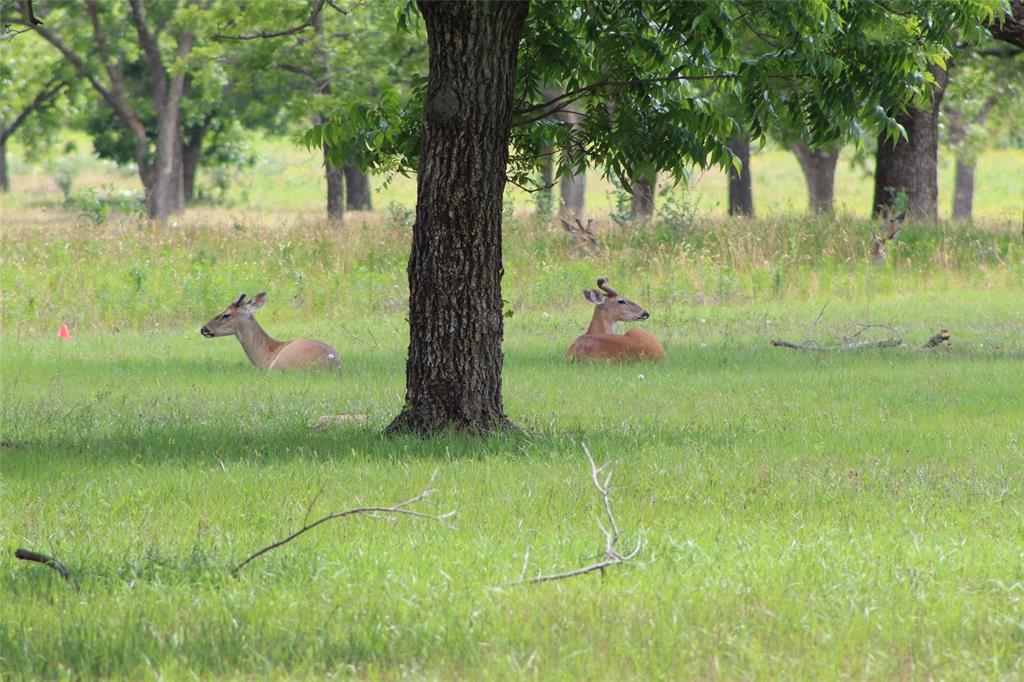 Pecan Plantation - Land