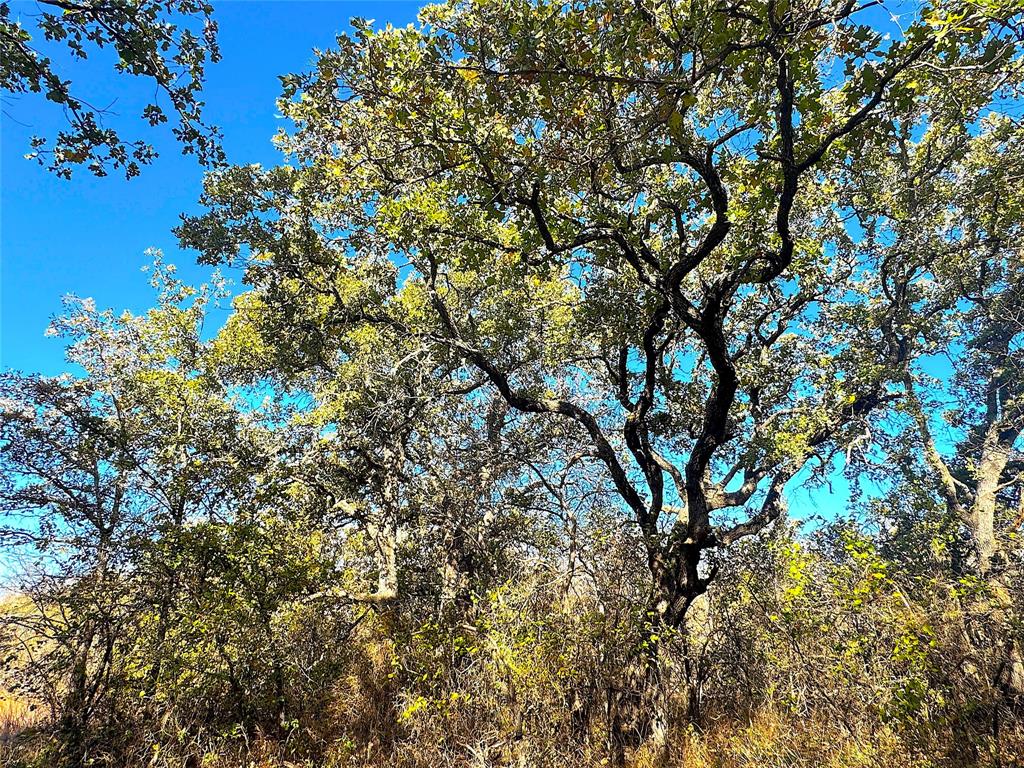 Two Bush - Land