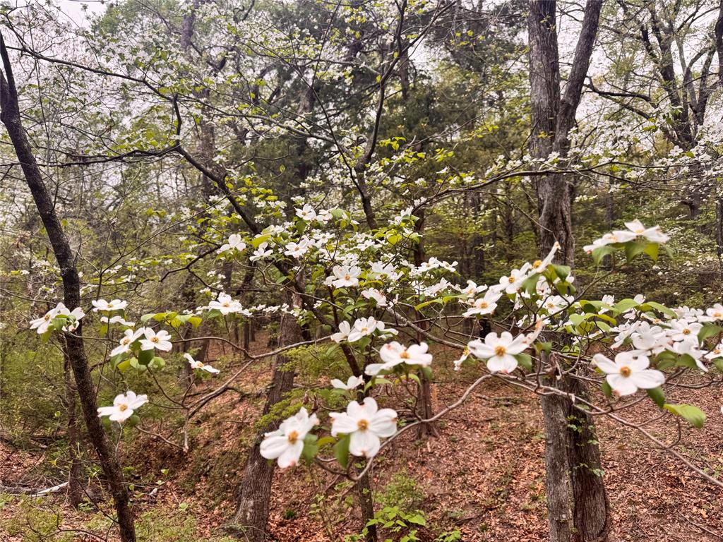Fannin County Unplatted - Land