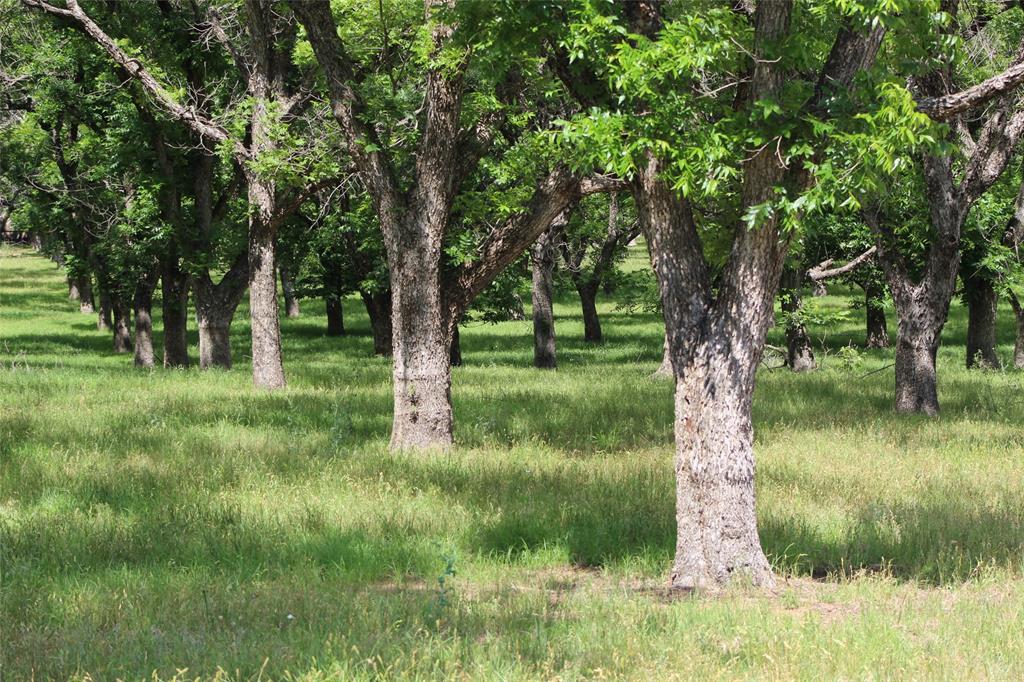 Pecan Plantation - Land