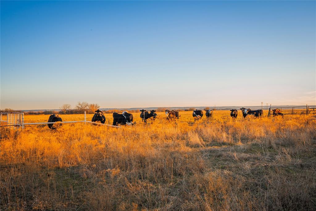 Beene - Farm