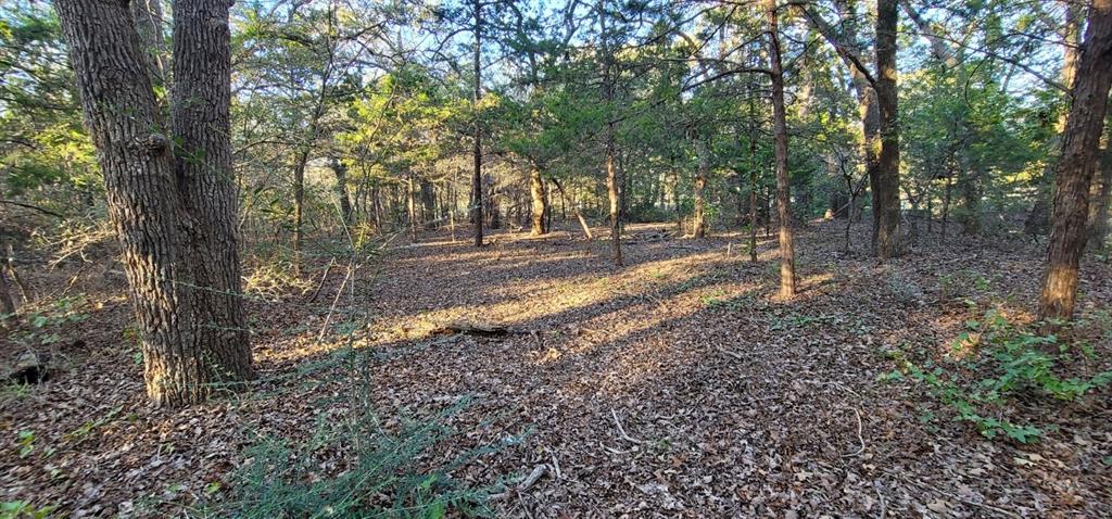 THE WOODS - Land