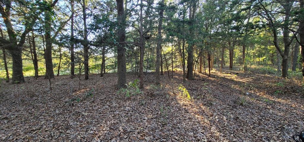 THE WOODS - Land