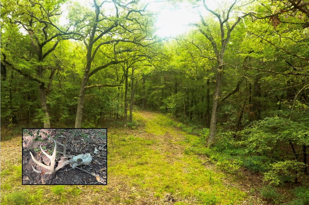Bridges Place

Wow! Hunters look at this place!  24.78 +or- acres with mature oak trees and some big cedar trees. A small seasonal creek runs through the property on the east side. Fencing is good on three sides. While walking the property we came across two deer heads. This place would be a great place for any bow hunter. It would also be a great place to build a home that would be very secluded. This property is along a paved county road. There is a nice little clearing about 350 feet off the county road it's about one 10th of an acre in size which would make a great place for an RV.

Owner has owned the property for 57 years, has no mineral rights or a current survey.  No ag or wildlife exemption in place; 2024 taxes were $11,978.33.  Collinsville ISD.  No FEMA flood zone or HOA

LIST PRICE:  $32,000 per acre