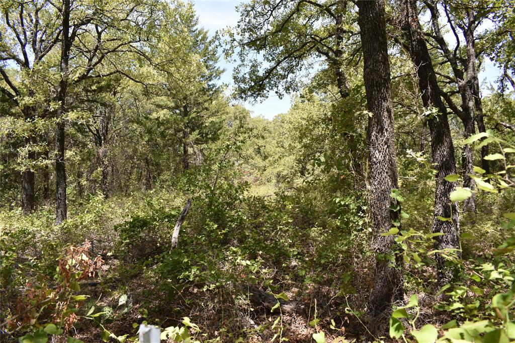 Blair Ls - Farm