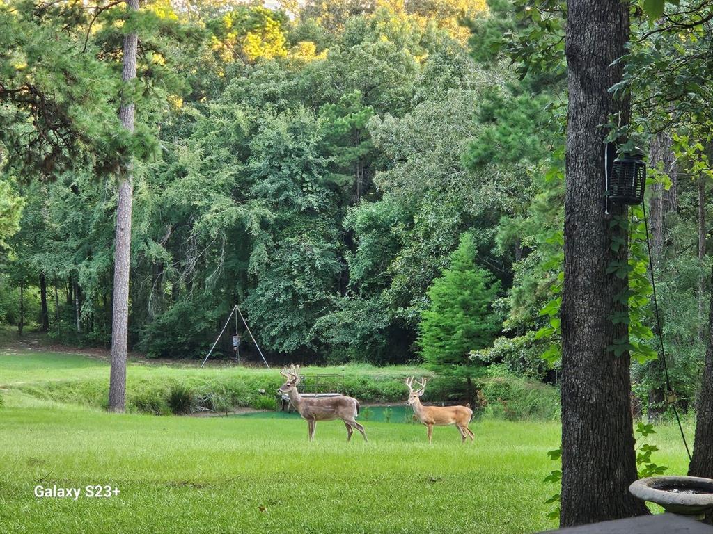 Wow 2 Homes both have 3 bds 2 baths plus 19.48 Acres of Gorgeous Property! Wildlife abounds from Deer, to dove, duck, hogs... hunt or take it all in from your back porch. Benefits abound and here is a list: 2 workshops with electric, she shed,man cave (separate buildings by the way), RV carport & hookups, boat carport, tractor carport, storage building for whatever, greenhouse. Water well, 2 separate septics, underground utilities, a pond. All kitchen appliances go with both houses! Furnture available for sale in addition to the tractor,boat, 4 wheeler & Golf cart with utility bed. Just a half mile from Hawkins Lake!