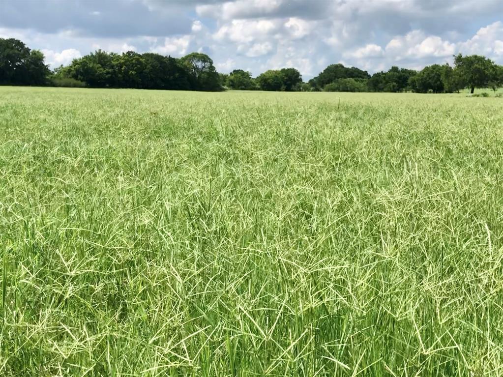 12 acres just outside of Bowie on a paved county road, no HOA!  This Ag exempt property is beautiful with scattered oaks and improved coastal hay pastures.  Come build your dream home outside of city limits and enjoy the country!