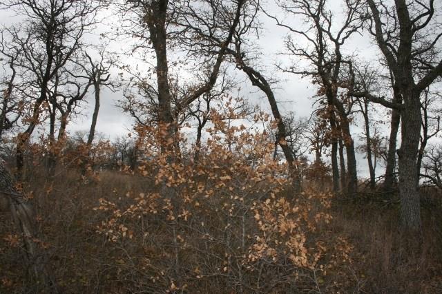 7-R Ranch - Land