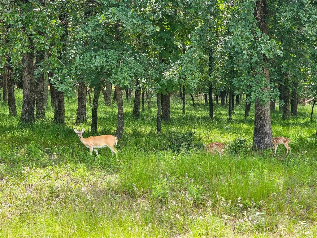 Safari Waters Ranch - Land