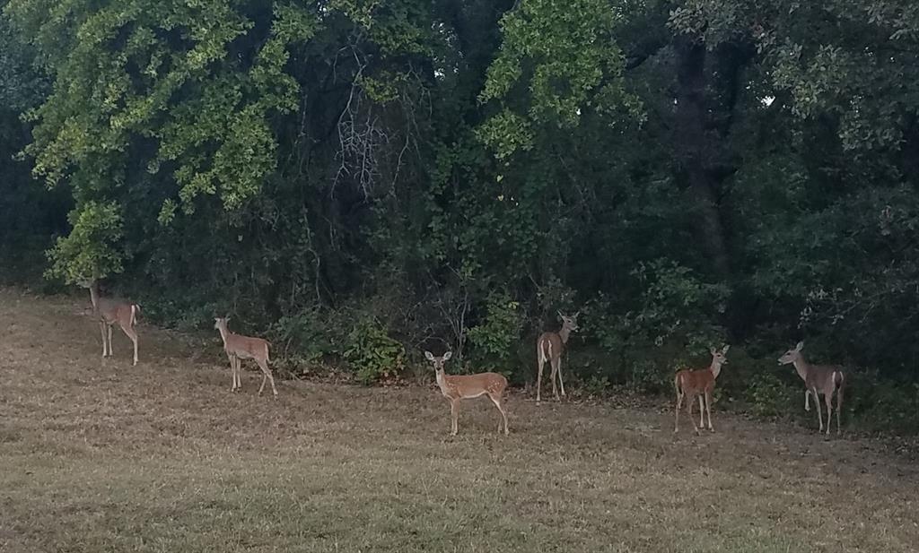 Nocona Hills - Land