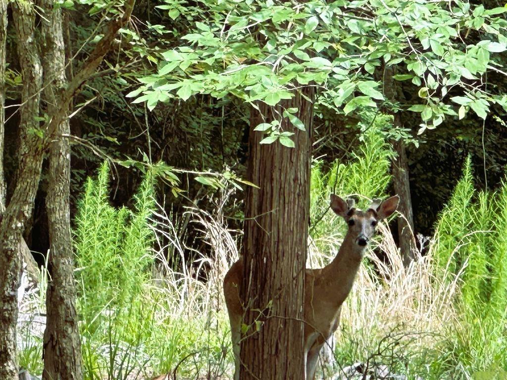 Tall Tree - Land