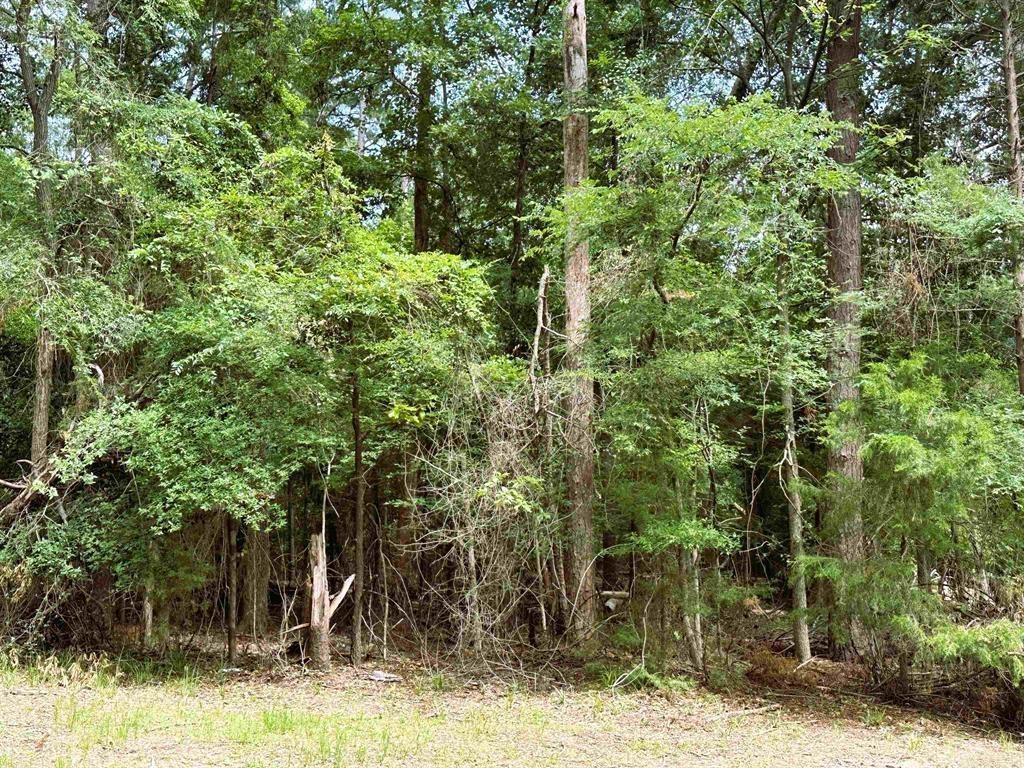 Tall Tree - Land