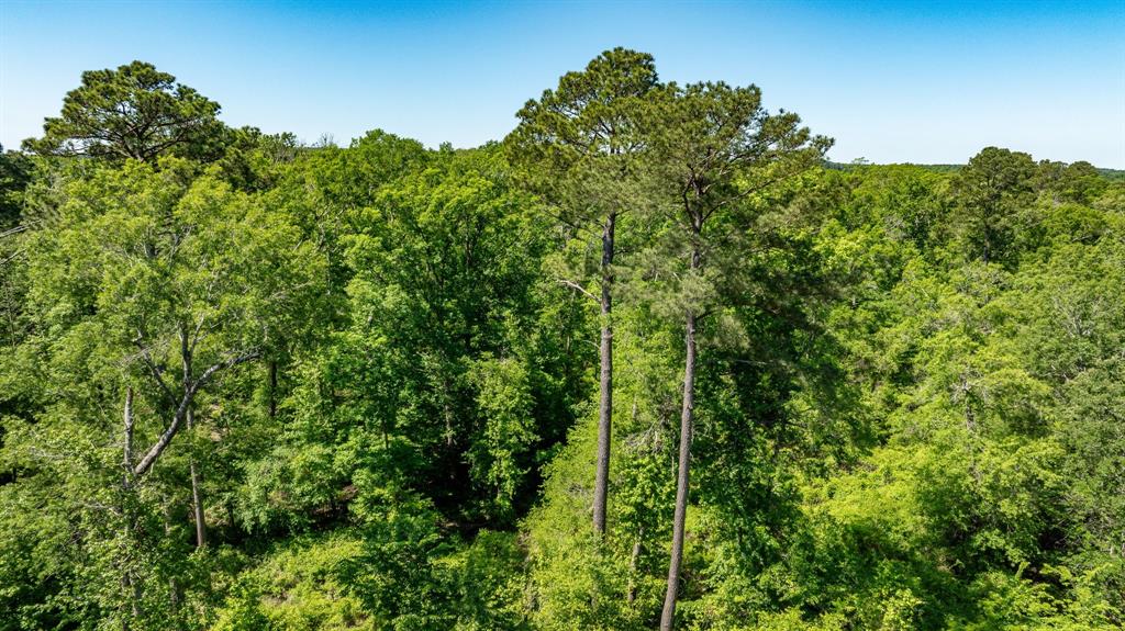 ABS A22 BUTLER, AHIRA,TRACT 55, 162.82 ACRES - Land