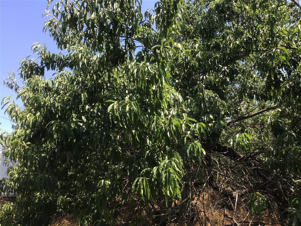 A-239 T Denson 4. Acres - Land