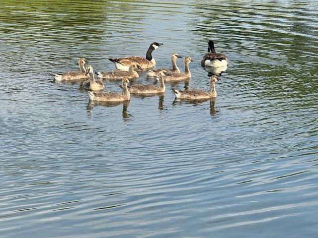 Seventeen Lakes Add - Residential