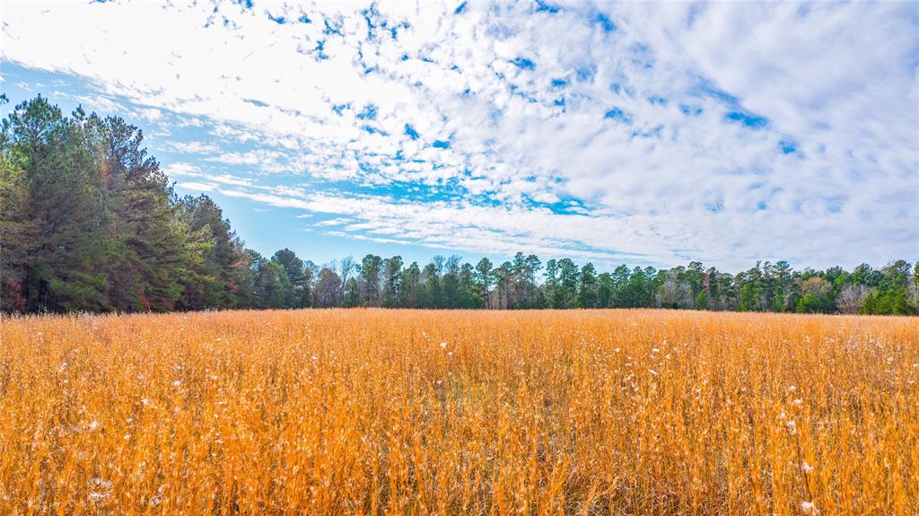 Discover the perfect blend of rural tranquility and versatile opportunities on this 28.10-acre haven in Panola County, Texas. Framed by mature pine and hardwood trees, the property offers a secluded yet inviting homesite, ideal for embracing a serene rural lifestyle. Beyond its scenic charm, envision a thriving landscape supporting both livestock and exceptional hunting experiences. The expansive tracts of neighboring land enhance privacy and create an outstanding wildlife habitat, making it a paradise for hunting enthusiasts. Simultaneously, the possibility of livestock or hay production adds a practical dimension to the property, fostering an agricultural lifestyle. With water and electric readily available at the county road, this tract provides the essential infrastructure for immediate development. Whether you dream of a picturesque residence, engaging in agriculture, or the excitement of hunting, this property epitomizes the perfect synergy of natural beauty and rural living.