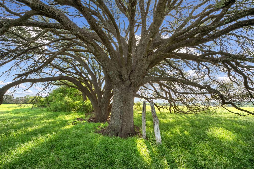 Spring Creek - Farm