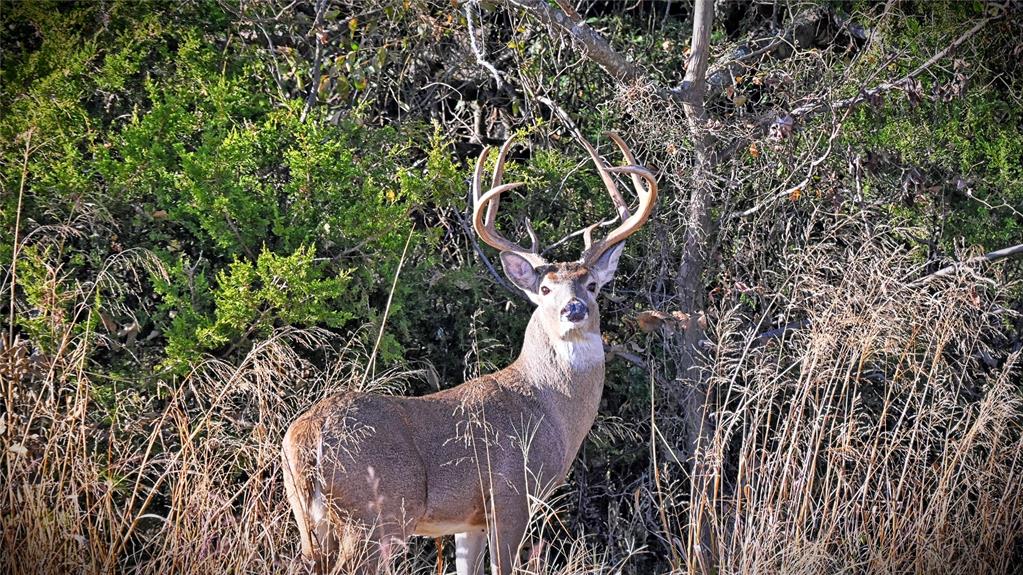 100.68 Acres, R. Rogers Survey, A-859 - Land