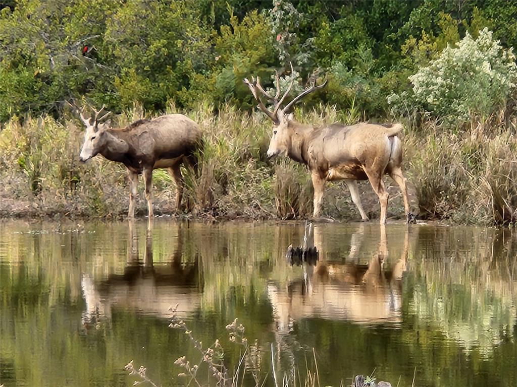Safari Waters Ranch - Land