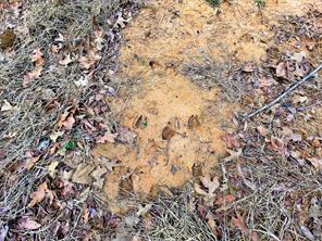 Shoal Creek - Land