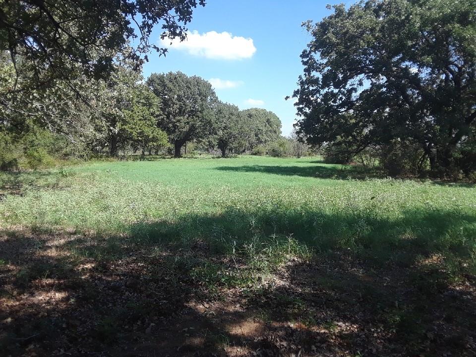 Seclusion is the word for this country property. Beautiful large oak trees and a great building site. The view is amazing, wild turkey, deer and fresh country air.