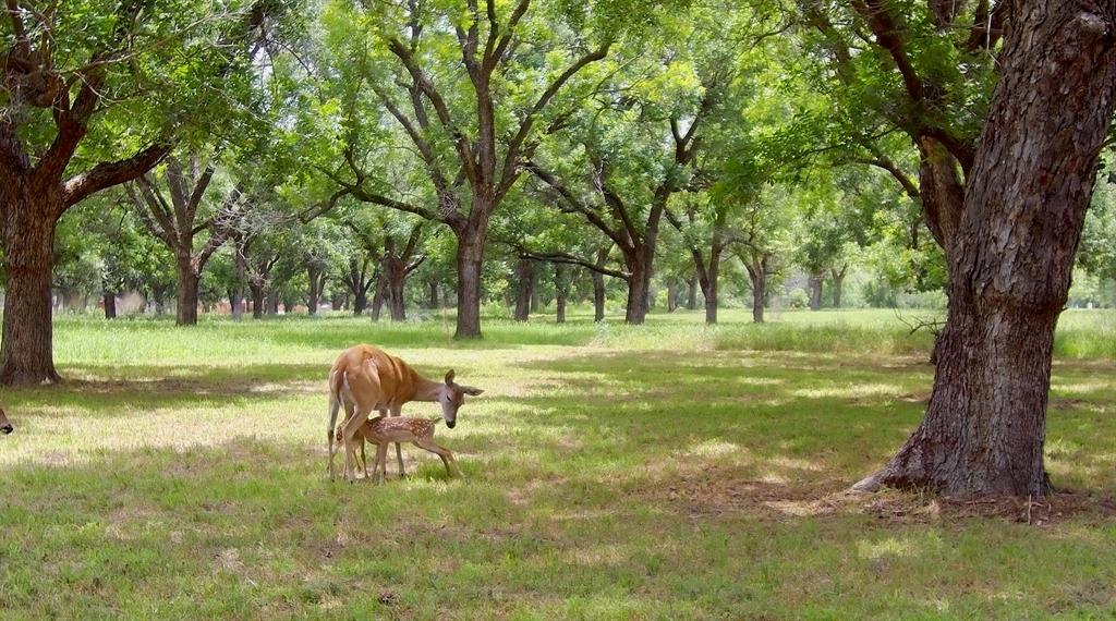 Pecan Plantation - Land