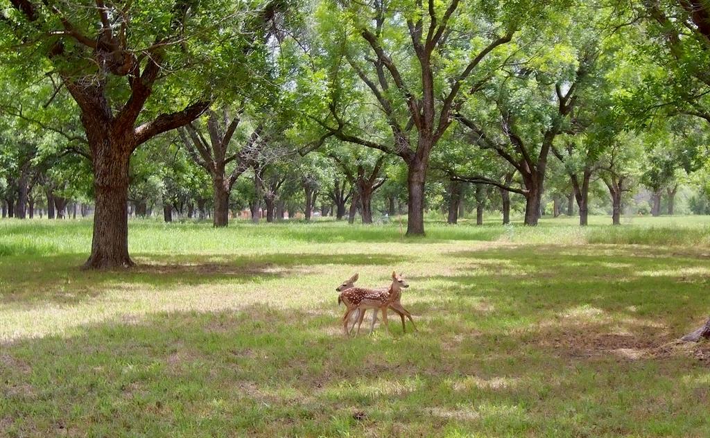Pecan Plantation - Land
