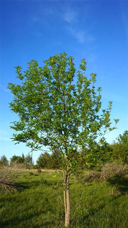 The Preserve at Buchanan Place Phase 1 - Land