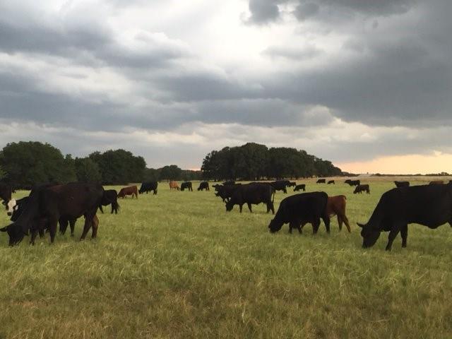Rural - Farm