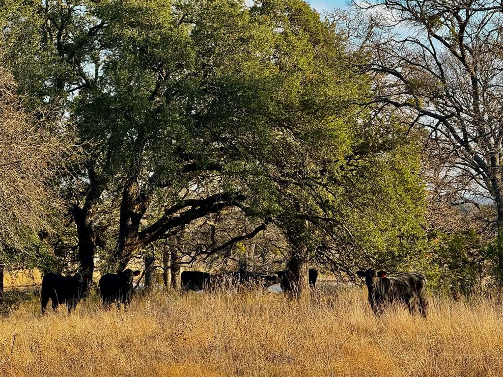 ABST A0321 GRIMES, JHN Acres:794.2500 - Land