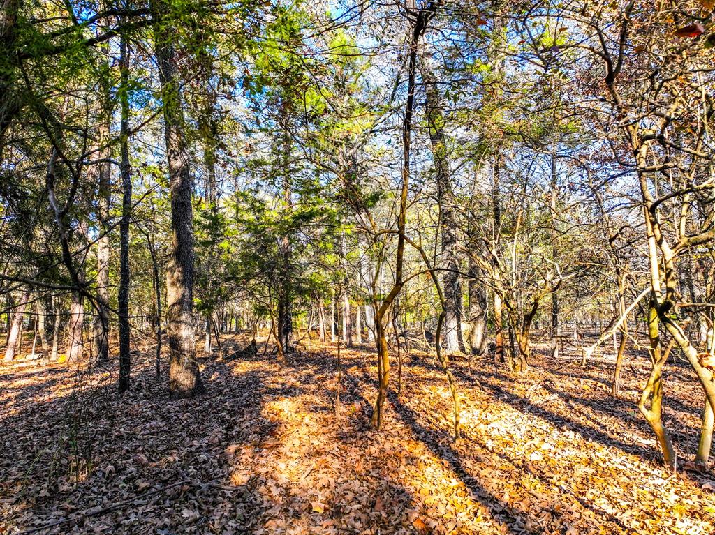Tall Tree East - Land