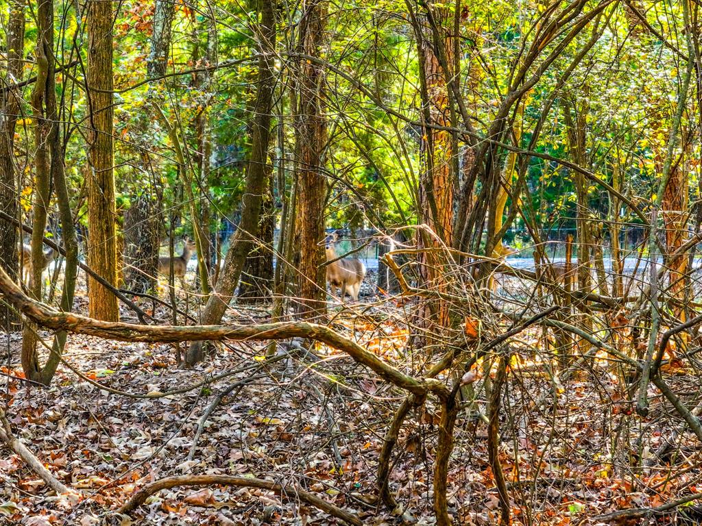 Tall Tree East - Land