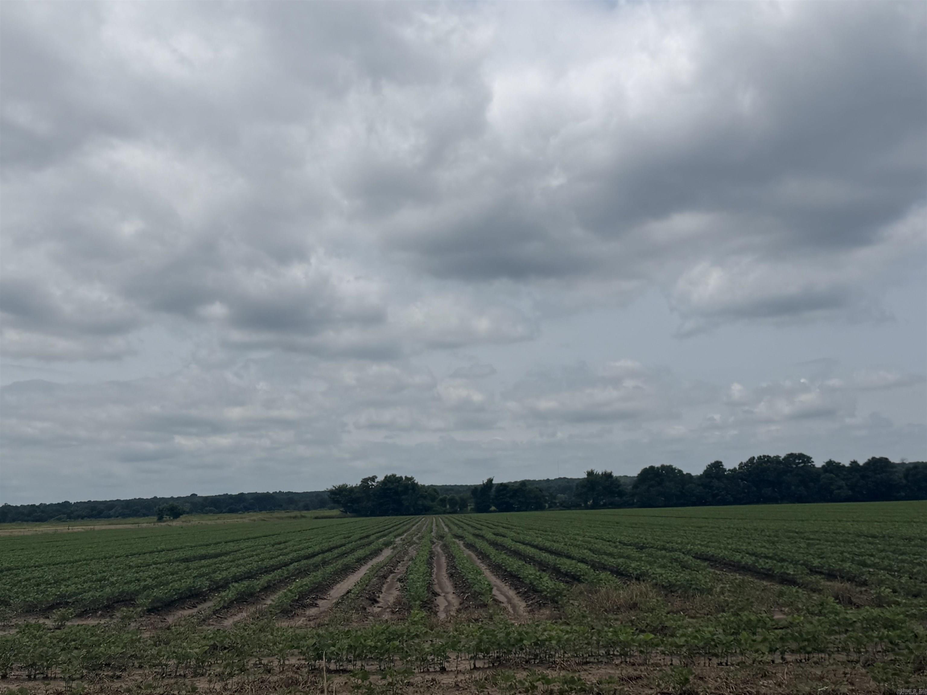 77.7 acres of productive farmland currently planted in soybeans, offering an excellent opportunity for investors, farmers, or those looking to expand their agricultural operations. The property features one irrigation well and consist of quality tillable acreage with income-producing potential. Conveniently located and ready for continued farming use. Don't miss this chance to own a substantial tract of agricultural land.