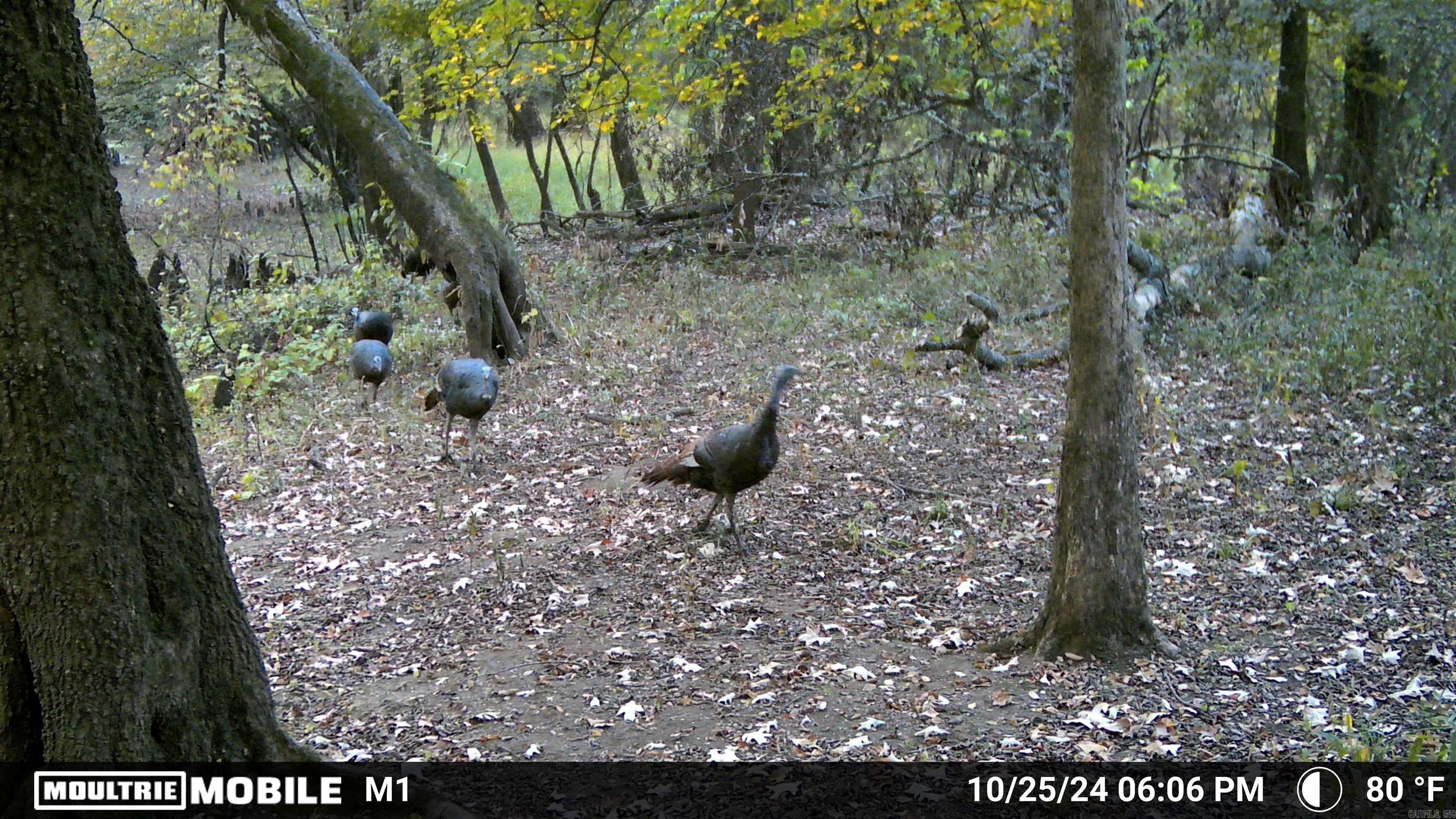 Located in Jefferson County along the historic Bayou Bartholomew, this 56.69± acre tract offers outstanding wildlife habitat and diverse recreational opportunities in a proven Arkansas hunting corridor. Properties along this bayou system are well known for consistent game movement, and this tract provides the type of natural cover and travel routes serious hunters look for. The land supports excellent deer hunting, with strong habitat that encourages bedding, feeding, and seasonal movement throughout the property. The mix of timber, bayou influence, and surrounding landscape creates natural funnels that can enhance hunting strategy and stand placement. Turkey hunting is another highlight. Numerous turkeys have been spotted on the property, and the surrounding hardwood bottoms help support a healthy population across this part of Jefferson County. On still spring mornings, it’s easy to picture gobblers sounding off through the timber as the woods come alive. Bayou Bartholomew adds even more recreational value. When water levels rise, seasonal duck hunting opportunities can develop as birds move through the bayou system during winter migration. The bayou also offers fishing opportuni