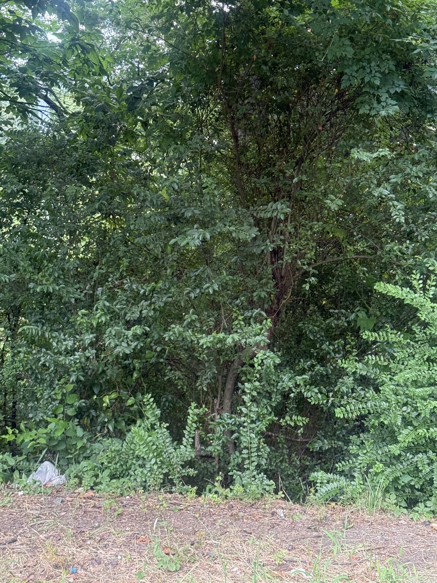 Investors!!! 2 lots perfect for building rentals!! Just over 1/2 acre!! Lot 6 is 47'x144'x170'x146' for .27 acres and Lot 7 is 50'x146'x1765'x130.1' for .25 acres