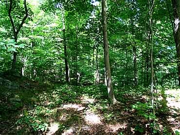 38 acres mostly timber.