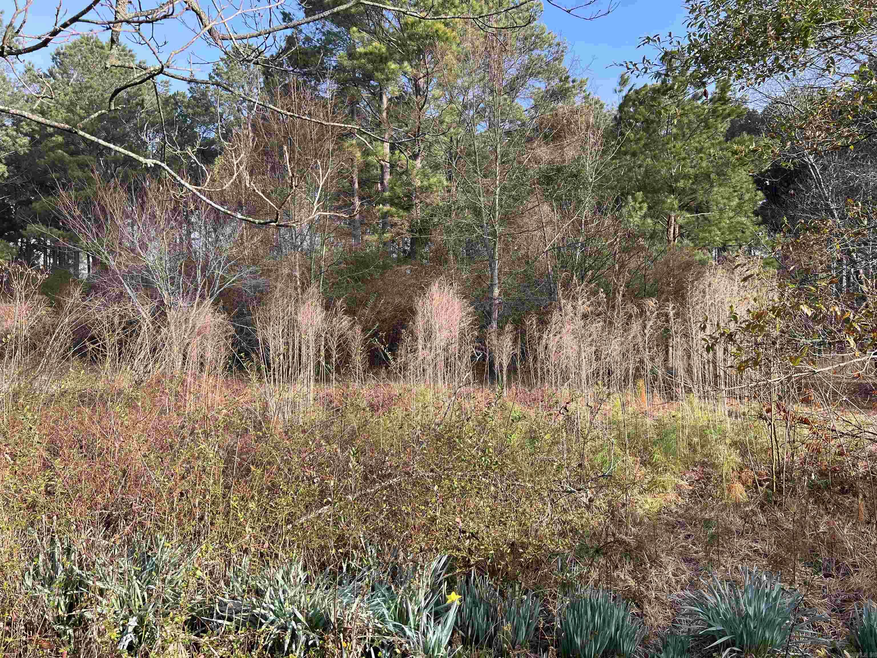 Magnolia - Land